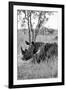 Awesome South Africa Collection B&W - Two White Rhinoceros III-Philippe Hugonnard-Framed Photographic Print