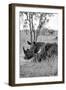 Awesome South Africa Collection B&W - Two White Rhinoceros III-Philippe Hugonnard-Framed Photographic Print