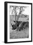 Awesome South Africa Collection B&W - Two White Rhinoceros III-Philippe Hugonnard-Framed Photographic Print