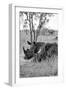 Awesome South Africa Collection B&W - Two White Rhinoceros III-Philippe Hugonnard-Framed Photographic Print