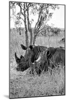Awesome South Africa Collection B&W - Two White Rhinoceros III-Philippe Hugonnard-Mounted Photographic Print