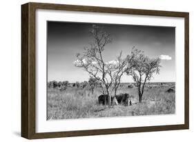 Awesome South Africa Collection B&W - Two White Rhinoceros IV-Philippe Hugonnard-Framed Photographic Print