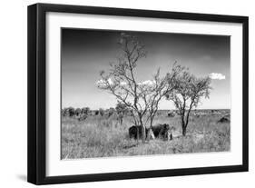 Awesome South Africa Collection B&W - Two White Rhinoceros IV-Philippe Hugonnard-Framed Photographic Print