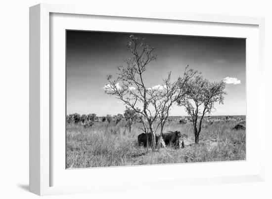 Awesome South Africa Collection B&W - Two White Rhinoceros IV-Philippe Hugonnard-Framed Photographic Print