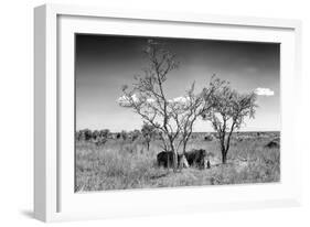 Awesome South Africa Collection B&W - Two White Rhinoceros IV-Philippe Hugonnard-Framed Photographic Print