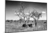 Awesome South Africa Collection B&W - Two White Rhinoceros IV-Philippe Hugonnard-Mounted Photographic Print