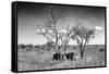 Awesome South Africa Collection B&W - Two White Rhinoceros IV-Philippe Hugonnard-Framed Stretched Canvas