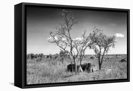 Awesome South Africa Collection B&W - Two White Rhinoceros IV-Philippe Hugonnard-Framed Stretched Canvas