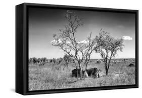 Awesome South Africa Collection B&W - Two White Rhinoceros IV-Philippe Hugonnard-Framed Stretched Canvas