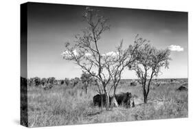 Awesome South Africa Collection B&W - Two White Rhinoceros IV-Philippe Hugonnard-Stretched Canvas