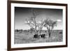 Awesome South Africa Collection B&W - Two White Rhinoceros IV-Philippe Hugonnard-Framed Photographic Print