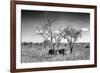 Awesome South Africa Collection B&W - Two White Rhinoceros IV-Philippe Hugonnard-Framed Photographic Print