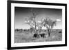 Awesome South Africa Collection B&W - Two White Rhinoceros IV-Philippe Hugonnard-Framed Photographic Print