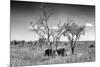 Awesome South Africa Collection B&W - Two White Rhinoceros IV-Philippe Hugonnard-Mounted Photographic Print