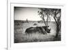 Awesome South Africa Collection B&W - Two White Rhinoceros-Philippe Hugonnard-Framed Photographic Print