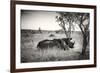 Awesome South Africa Collection B&W - Two White Rhinoceros-Philippe Hugonnard-Framed Photographic Print