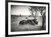 Awesome South Africa Collection B&W - Two White Rhinoceros-Philippe Hugonnard-Framed Photographic Print