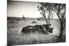 Awesome South Africa Collection B&W - Two White Rhinoceros-Philippe Hugonnard-Mounted Photographic Print