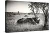 Awesome South Africa Collection B&W - Two White Rhinoceros-Philippe Hugonnard-Stretched Canvas