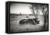 Awesome South Africa Collection B&W - Two White Rhinoceros-Philippe Hugonnard-Framed Stretched Canvas