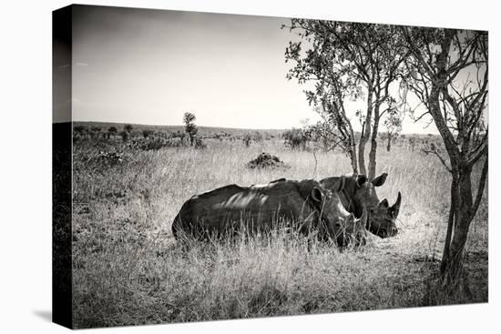 Awesome South Africa Collection B&W - Two White Rhinoceros-Philippe Hugonnard-Stretched Canvas