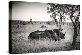 Awesome South Africa Collection B&W - Two White Rhinoceros-Philippe Hugonnard-Stretched Canvas