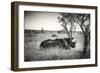 Awesome South Africa Collection B&W - Two White Rhinoceros-Philippe Hugonnard-Framed Photographic Print