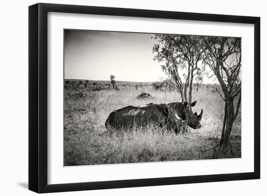 Awesome South Africa Collection B&W - Two White Rhinoceros-Philippe Hugonnard-Framed Photographic Print