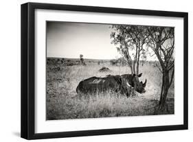 Awesome South Africa Collection B&W - Two White Rhinoceros-Philippe Hugonnard-Framed Photographic Print