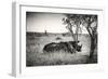 Awesome South Africa Collection B&W - Two White Rhinoceros-Philippe Hugonnard-Framed Photographic Print