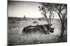 Awesome South Africa Collection B&W - Two White Rhinoceros-Philippe Hugonnard-Mounted Photographic Print