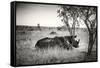 Awesome South Africa Collection B&W - Two White Rhinoceros-Philippe Hugonnard-Framed Stretched Canvas