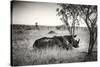 Awesome South Africa Collection B&W - Two White Rhinoceros-Philippe Hugonnard-Stretched Canvas