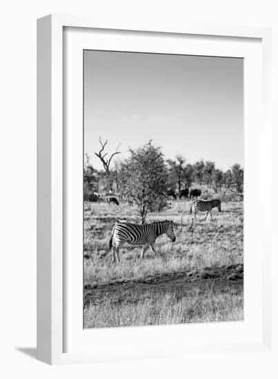 Awesome South Africa Collection B&W - Two Zebras on Savanna II-Philippe Hugonnard-Framed Photographic Print