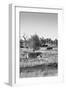 Awesome South Africa Collection B&W - Two Zebras on Savanna II-Philippe Hugonnard-Framed Photographic Print