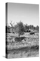 Awesome South Africa Collection B&W - Two Zebras on Savanna II-Philippe Hugonnard-Stretched Canvas