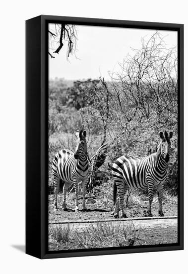 Awesome South Africa Collection B&W - Two Zebras on Savanna III-Philippe Hugonnard-Framed Stretched Canvas