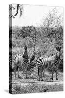 Awesome South Africa Collection B&W - Two Zebras on Savanna III-Philippe Hugonnard-Stretched Canvas