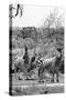 Awesome South Africa Collection B&W - Two Zebras on Savanna III-Philippe Hugonnard-Stretched Canvas