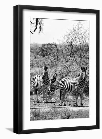 Awesome South Africa Collection B&W - Two Zebras on Savanna III-Philippe Hugonnard-Framed Photographic Print
