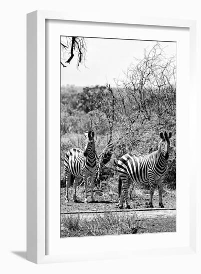 Awesome South Africa Collection B&W - Two Zebras on Savanna III-Philippe Hugonnard-Framed Photographic Print