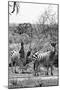 Awesome South Africa Collection B&W - Two Zebras on Savanna III-Philippe Hugonnard-Mounted Photographic Print