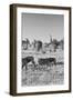 Awesome South Africa Collection B&W - Two Zebras on Savanna-Philippe Hugonnard-Framed Photographic Print