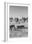 Awesome South Africa Collection B&W - Two Zebras on Savanna-Philippe Hugonnard-Framed Photographic Print