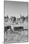 Awesome South Africa Collection B&W - Two Zebras on Savanna-Philippe Hugonnard-Mounted Photographic Print