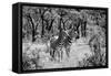 Awesome South Africa Collection B&W - Two Zebras-Philippe Hugonnard-Framed Stretched Canvas