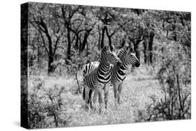 Awesome South Africa Collection B&W - Two Zebras-Philippe Hugonnard-Stretched Canvas