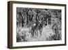 Awesome South Africa Collection B&W - Two Zebras-Philippe Hugonnard-Framed Photographic Print