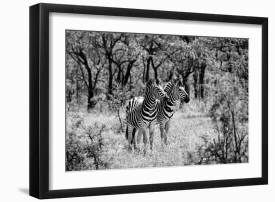 Awesome South Africa Collection B&W - Two Zebras-Philippe Hugonnard-Framed Photographic Print