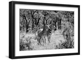 Awesome South Africa Collection B&W - Two Zebras-Philippe Hugonnard-Framed Photographic Print